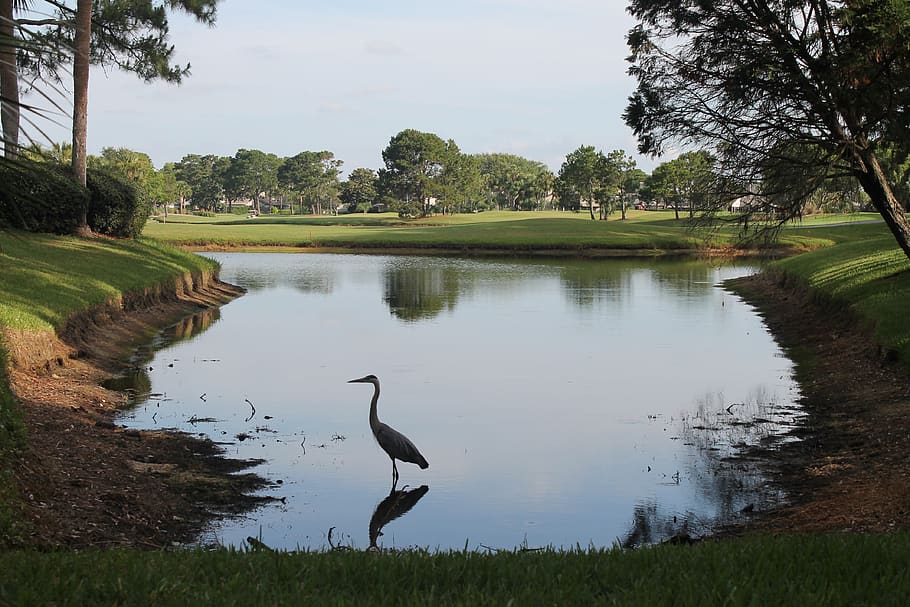 blue heron, ponte vedra, beach, golf course, florida, destination, water, tourism, nature, plant
