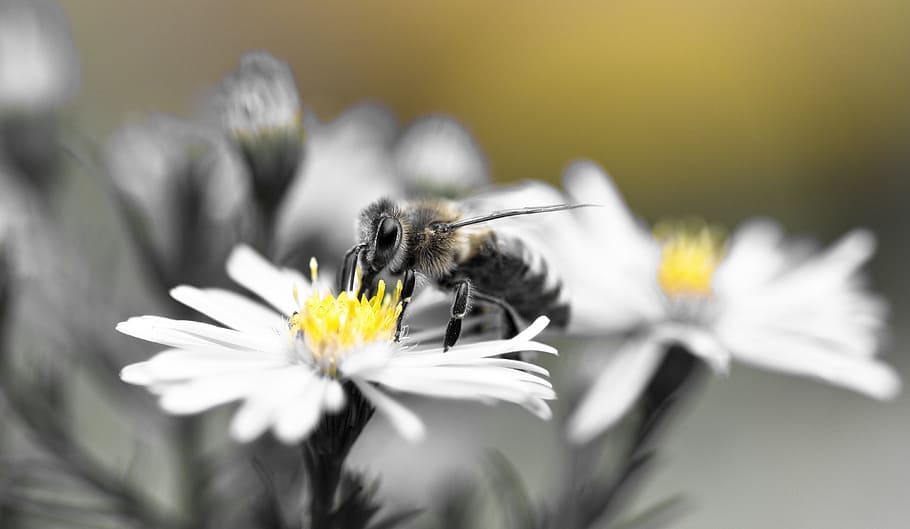 bee, honey bee, aster, herbstaster, yellow, black and white, flower, flowering plant, insect, freshness