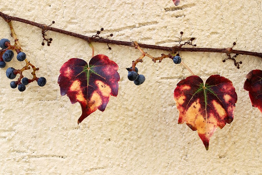 ivy, wall, vine, attached, plants, foot, life, fixed, nature, leaves
