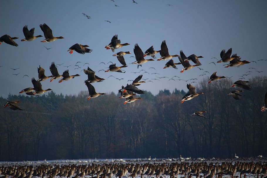 kawanan bebek, angsa liar, kawanan burung, musim dingin, burung migran, kawanan, angsa, burung, burung air, sekelompok besar hewan