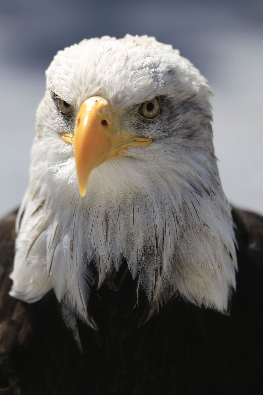 Adler, Eye, Raptor, White, bill, white tailed eagle, bald-eagle, portrait, feather, view