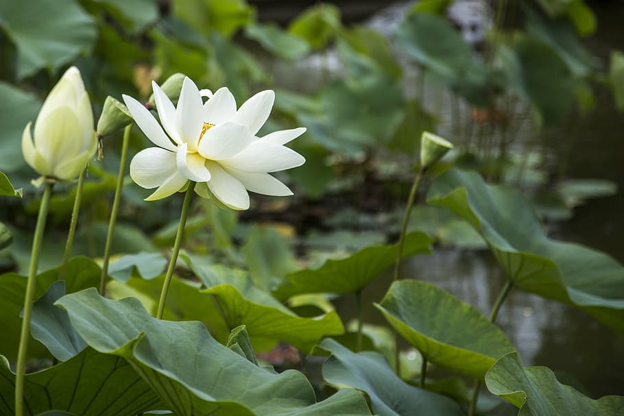 selective, focus photo, white, petaled flowers, lotus, flowers, green, green leaves, beautiful, landscape