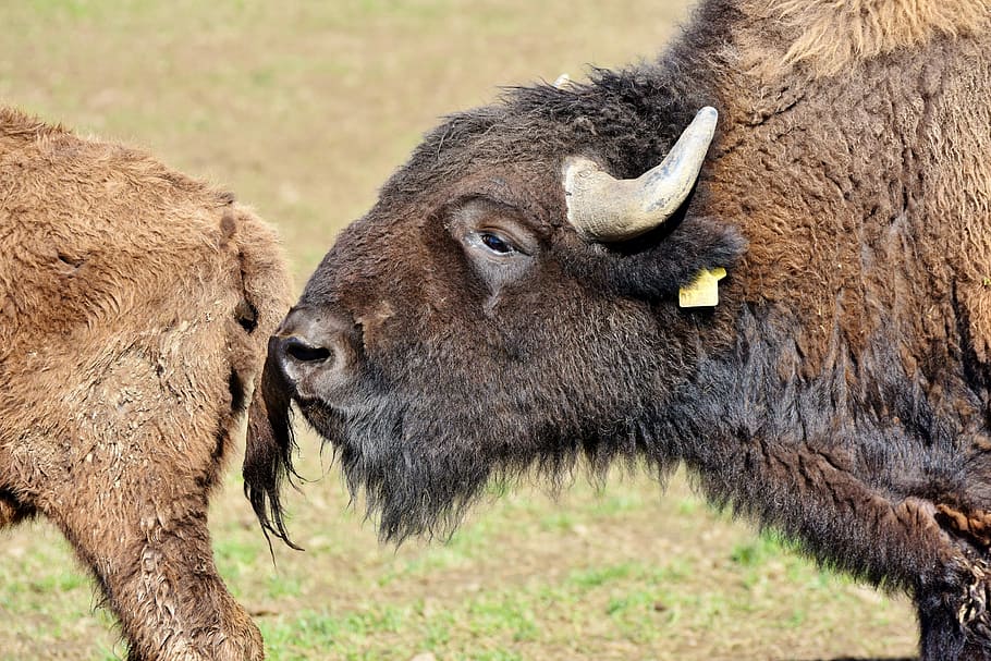 close-up photo, bison, buffalo, horns, american bison, wild, livestock, beef, bison head, massive
