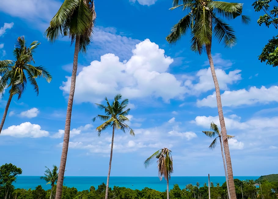 koh samui, beach, sea, trees, clouds, blue sky, tree, sky, plant, palm tree