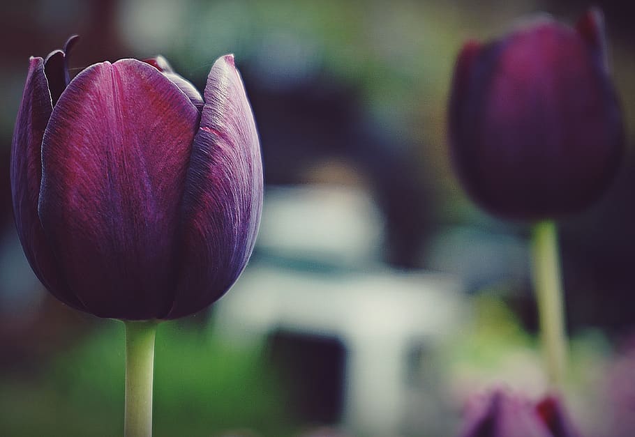 púrpura, tulipanes, flores, jardín, primavera, floración, naturaleza, al aire libre, plantas, botánica