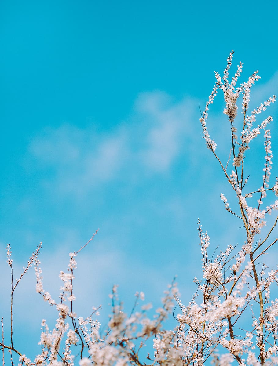 fotografía de ángulo bajo, blanco, flor, florecer, pétalos, planta, naturaleza, luz del día, azul, cielo