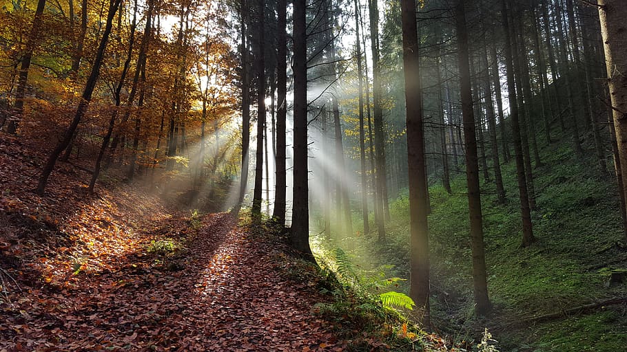 bosques durante el día, bosque, claro, otoño, naturaleza, mística, atmósfera, árbol, tierra, planta