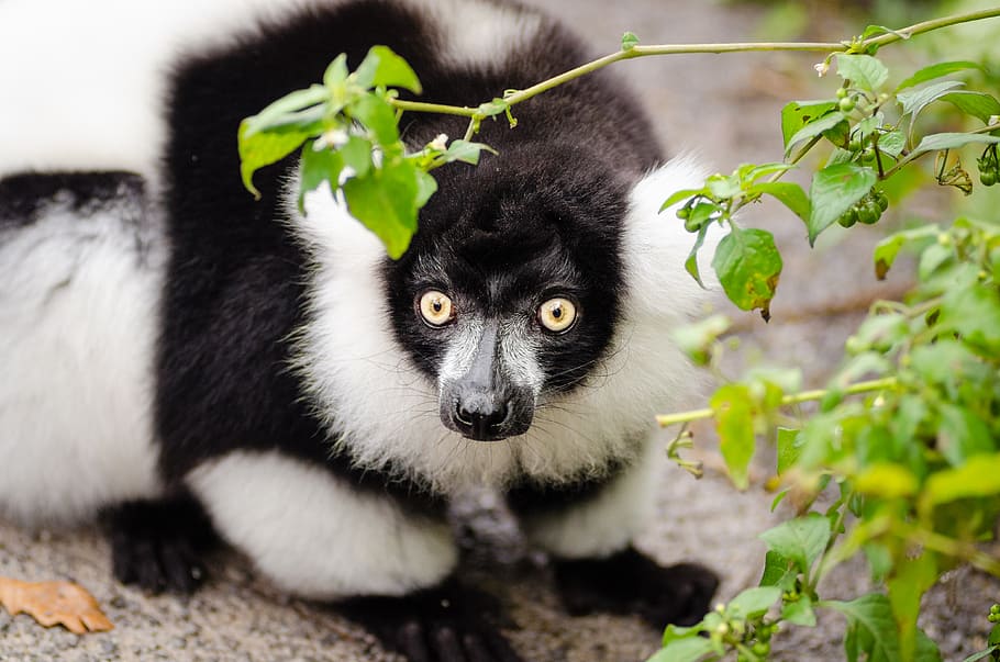 Black, white, Ruffed Lemur, indri, lemur, leaf, plant, animal, one animal, mammal