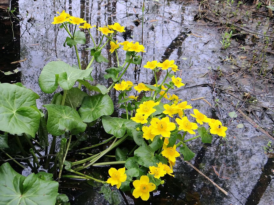 kaczeniec, the prince of the swamp, marsh, plant, green, flowers, meadow, podmokła, flora, flower