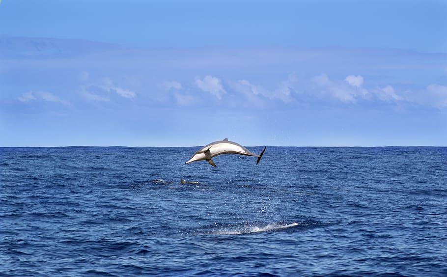 golfinho, pulando, mar, oceano índico, animais, natureza, céu, azul, ilha da reunião, animais em estado selvagem