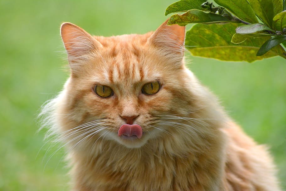 fotografi close-up, oranye, kucing, lidah, lidah kucing, kucing hutan merah, potret, mieze, jerman longhaired pointer, merah