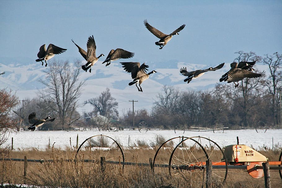 goose, geese, take off, flying, birds, flock, startled, bird, vertebrate, animal wildlife