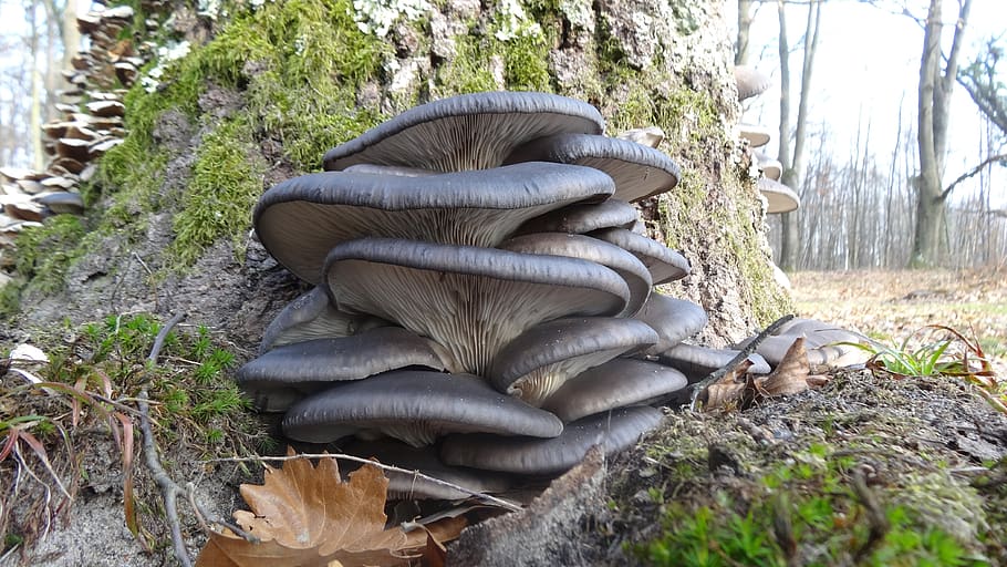oyster mushroom, wood, autumn, foliage, seasons, forest, trees, green, avar, mushroom