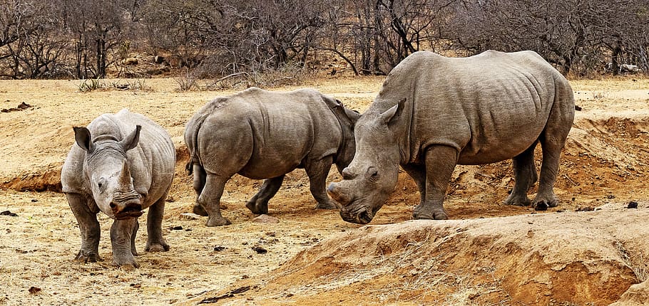 africa, south africa, safari, nature, animal, animal world, hippo, rhino, group of animals, animal themes