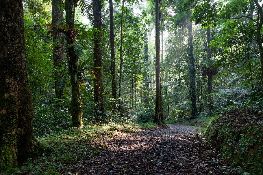 paisagem, floresta tropical, estrada, uma variedade de plantas, manhã, parque nacional de harry the salak mountain, ilha de java, indonésia, floresta, árvore