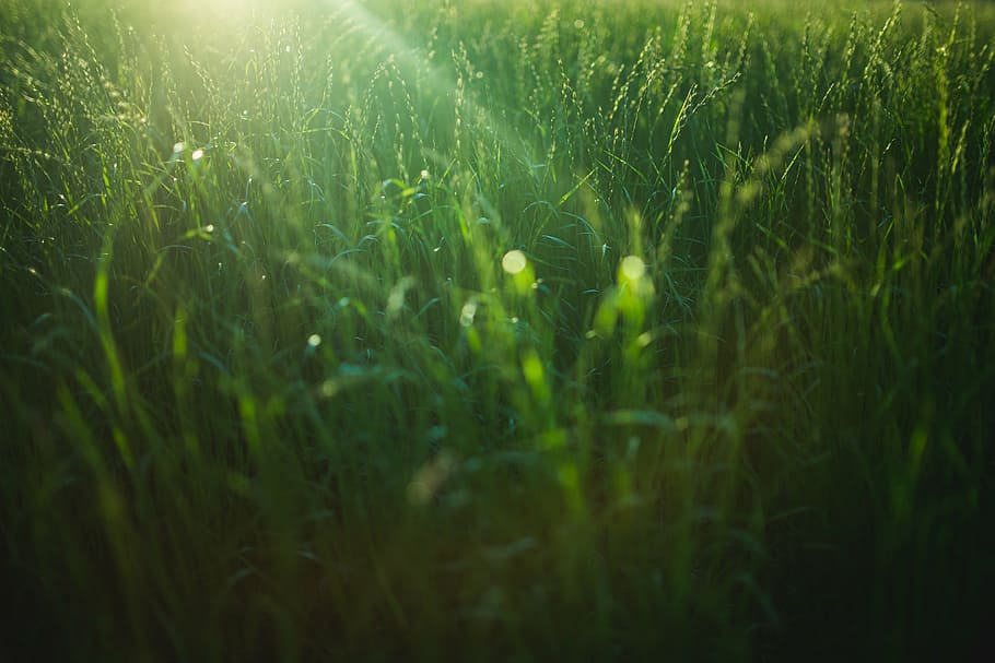 green, grass, shallow, focus, wheat, field, leaves, agriculture, nature, growth