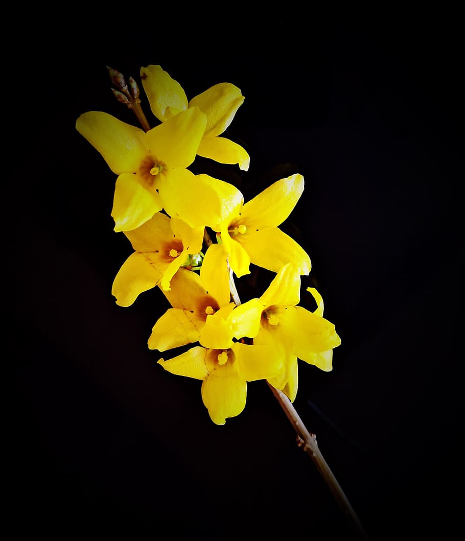 flower, forsythia, flowers, golden yellow, close, small branch, bush, black background, spring, easter