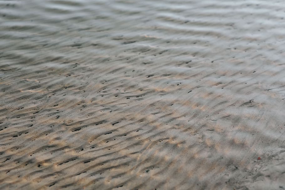 água, cachorro, lago, caminhada, cisne, areia, quadro completo, planos de fundo, padrão, sem pessoas
