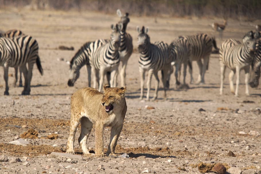 Lion, Namibia, Zebras, Etosha, predator, hunting, africa, wildlife, safari Animals, animals In The Wild