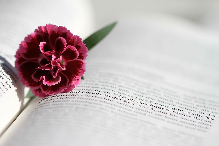 red, petaled flower, bible, read, christianity, christian, religion, believe, book, word of god