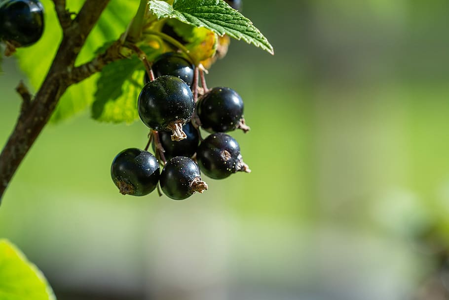 currants, black, black currants, healthy, fruits, berries