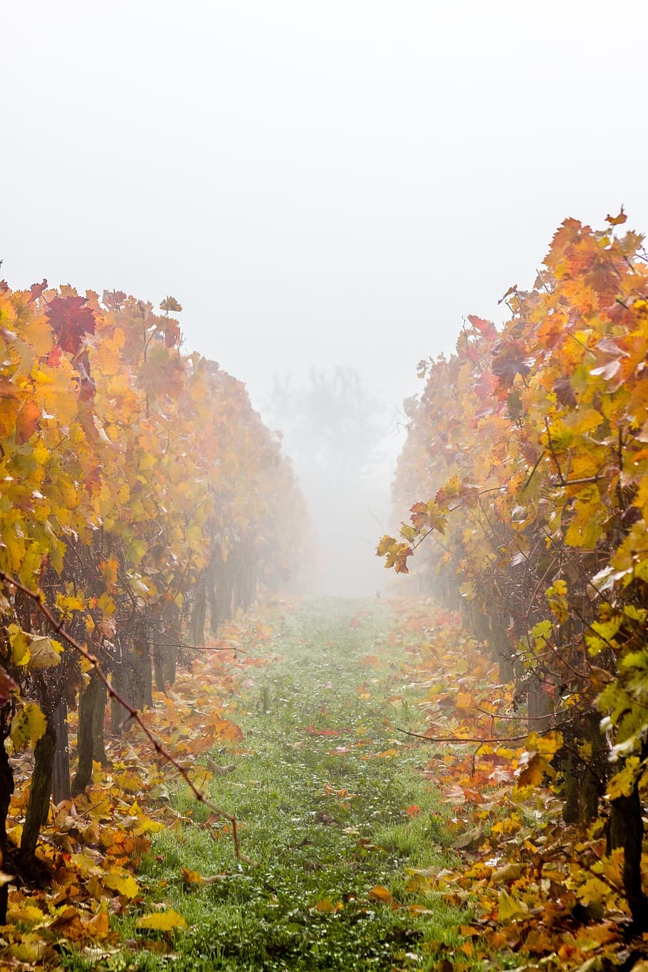 vineyard, grapevine, fog, grass, vine, orange, yellow, green, white, red