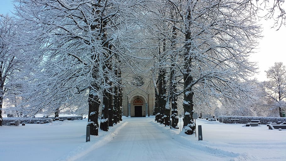 avenue, church door, winter, delsbo, road, snow, tree, cold - Temperature, nature, outdoors