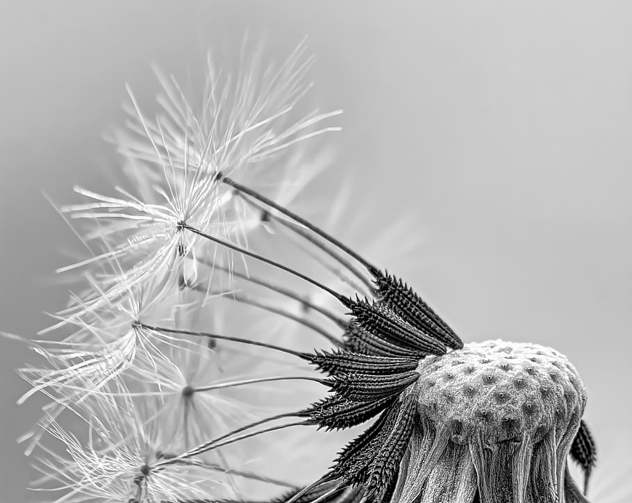 dandelion, taraxacum, seeds, seed-head, fluffy, macro, close-up, detail, spiky, nature