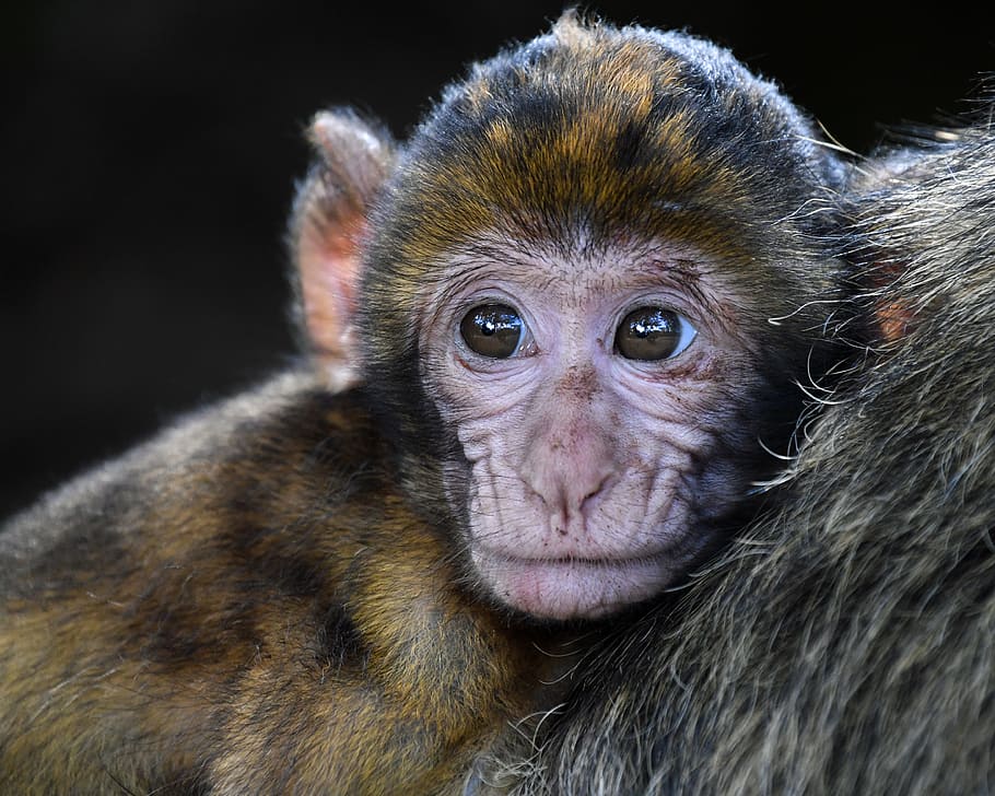 macro photography, brown, black, monkey, baby, barbary macaque, look, head, magot, primate