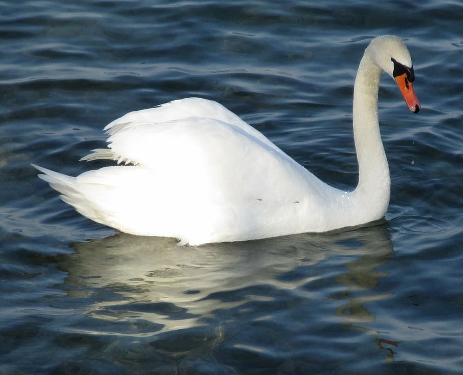 mute swan, bird, swan, majestic, plumage, beaded, lake, lake constance, switzerland, water