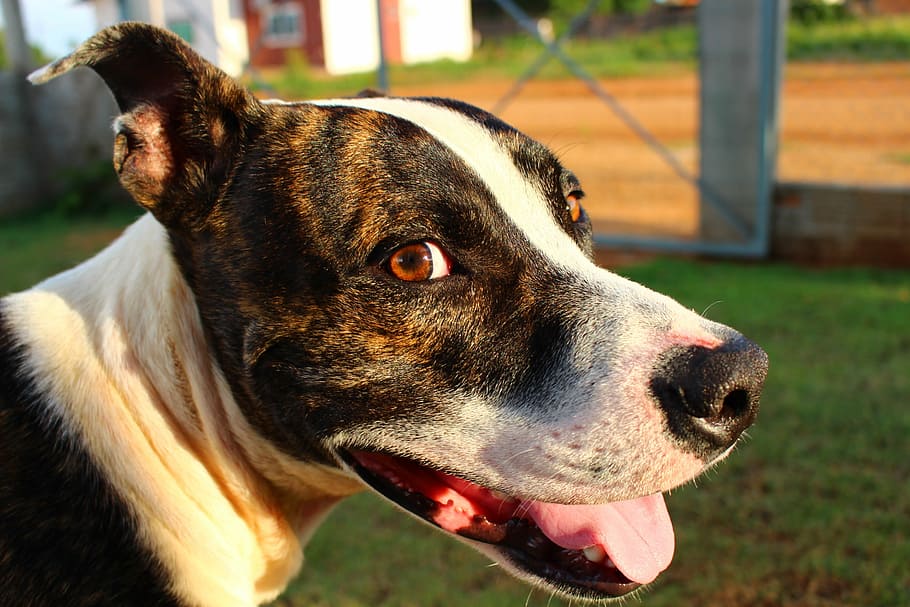 ピットブル ブル 犬 動物 笑顔 幸せ マスコット ペット 1匹の動物 家畜 Pxfuel