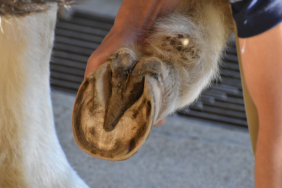 horse, animal, zoo, hoof, cleaning, human body part, one animal, human hand, pets, hand