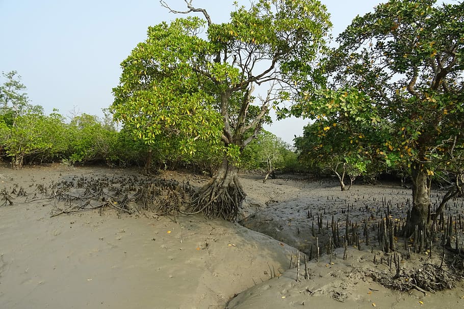 Manglares, raíces aéreas, Sundarbans, pantano, bosque, río, sitio ramsar, unesco, patrimonio mundial, flora