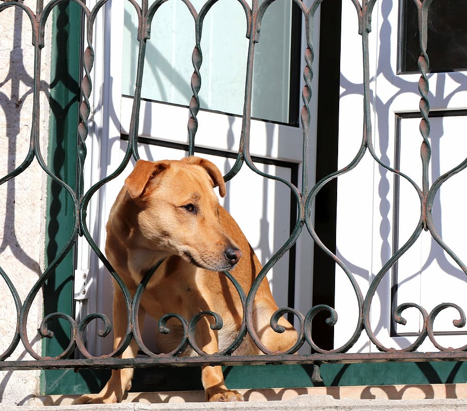 brown, dog, inside, wrought, iron fence, daytime, nature, animal, cute, view