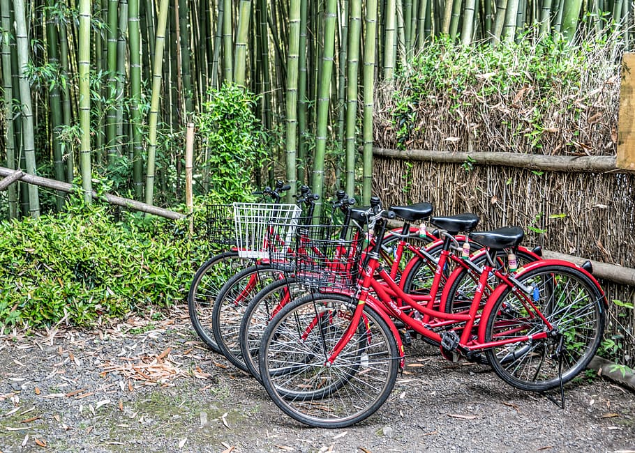 japan, bamboo forest, arashiyama, kyoto, bikes, bicycles, colorful, trees, japanese, asia