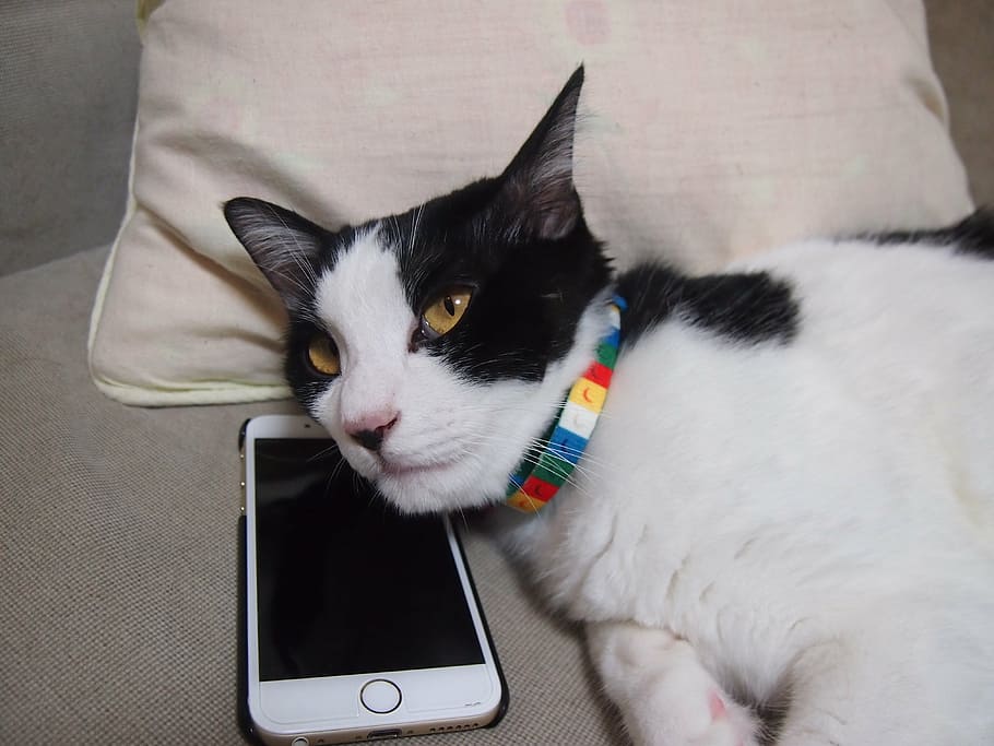kucing, berbaring, bantal, di samping, iphone, menampilkan, hitam, layar, telepon, tidur