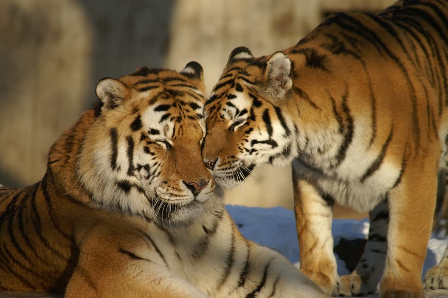 two tigers, animals, tiger, cat, zoo, animal themes, animal, animal wildlife, feline, mammal