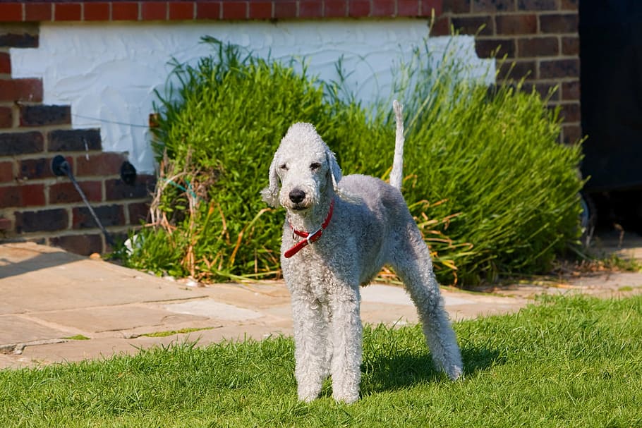 Bedlington terrier, Bedlington, terrier, perro, canino, mascota, animal, raza, lindo, foto