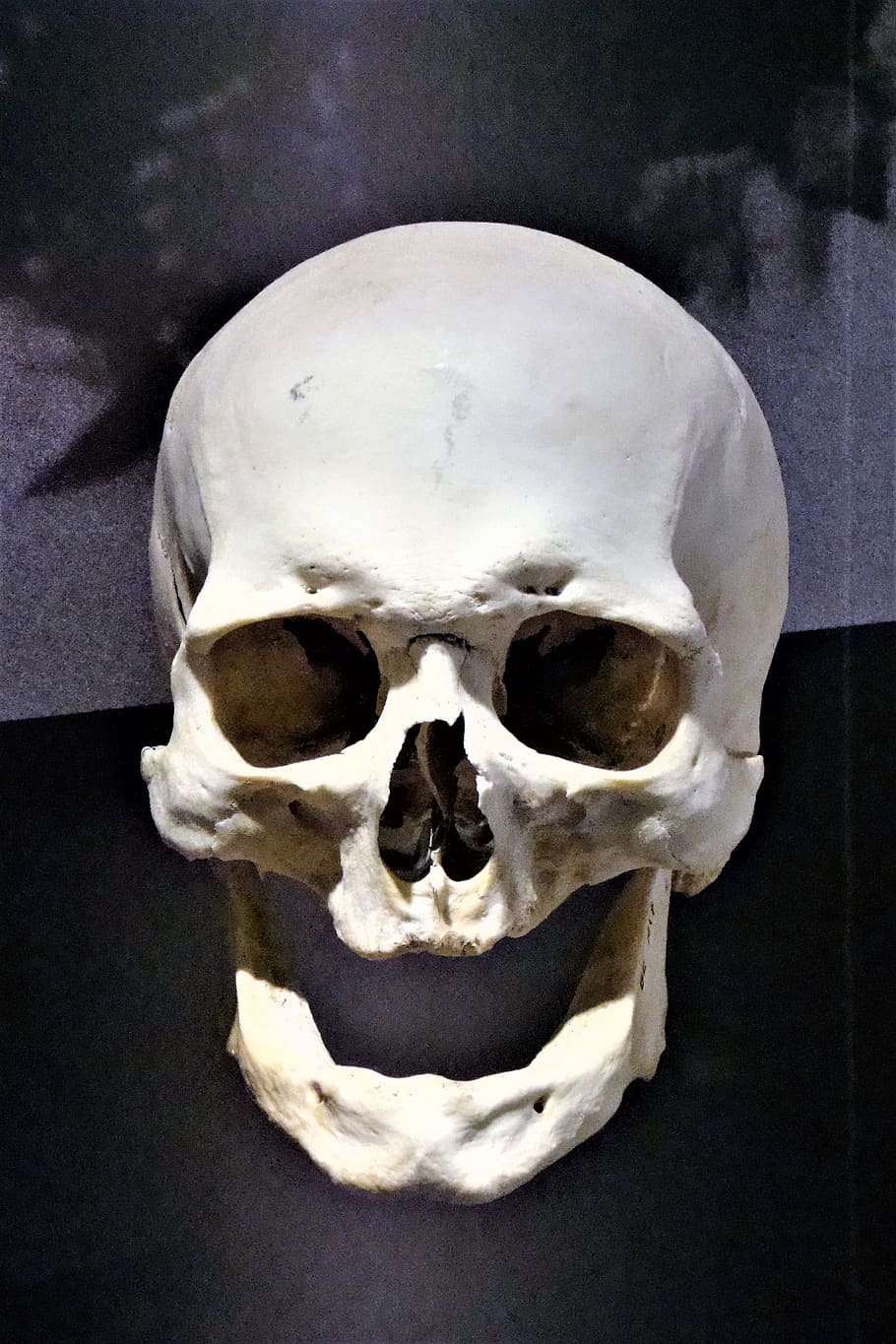骨, 奇妙な, 頭蓋骨とクロスボーン, 頭蓋骨, 不気味な, 人間の頭蓋骨, 人間の骨格, 人間の体の一部, 人間の骨, クローズアップ