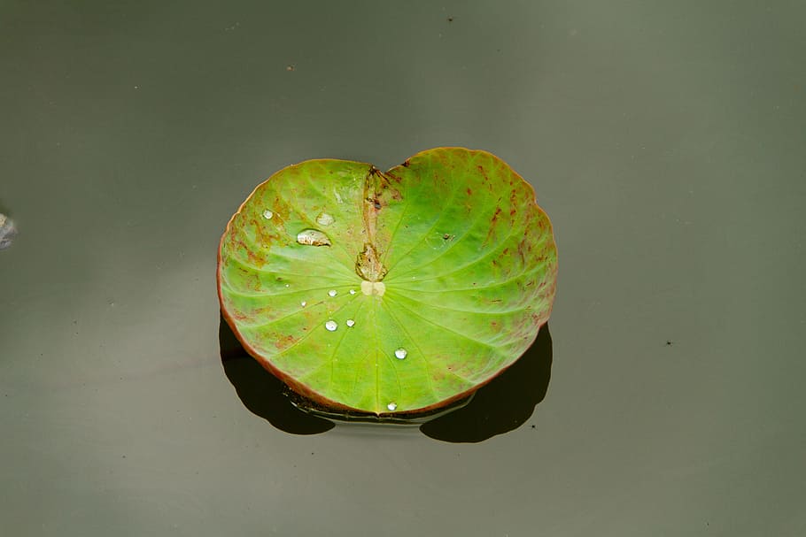 lotus leaf, lotus, water, nature, green, green color, close-up, leaf, floating, plant part
