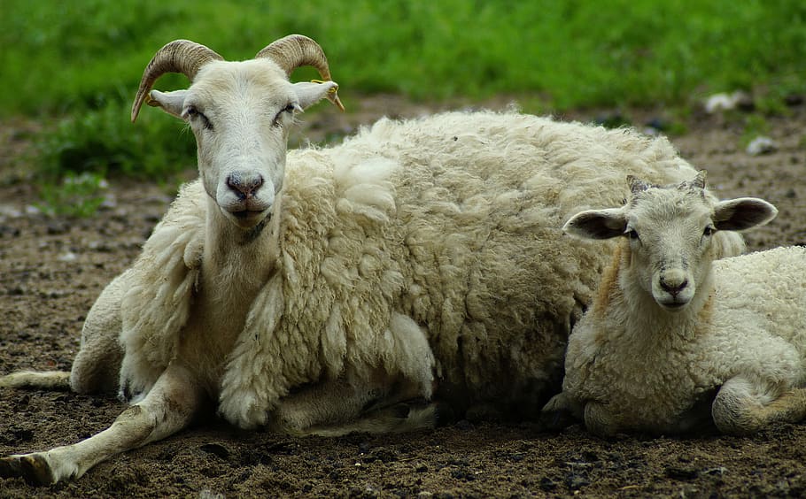 domba, ibu, ibu domba, wol, imut, schäfchen, muda, keluarga, keterhubungan, mengikat