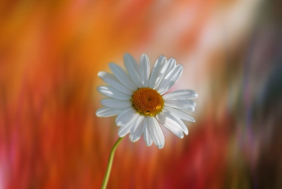white, daisy selective-focus photo, marguerite, flower, plant, garden, yellow, orange, spring, seeds