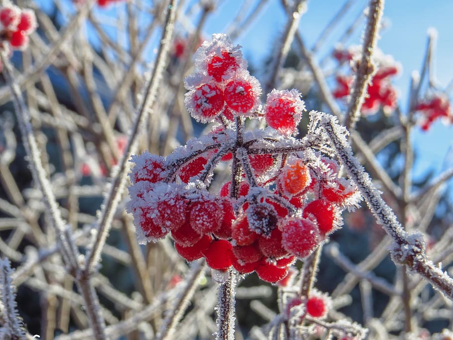 selective, focus photo, snow, red, cherries, berry red, frozen, hoarfrost, branches, winter