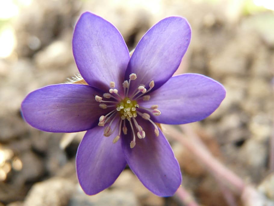 foto de primer plano, púrpura, flor hepatica, floración, hepatica, anémona, flor, primavera, hermosa, violeta