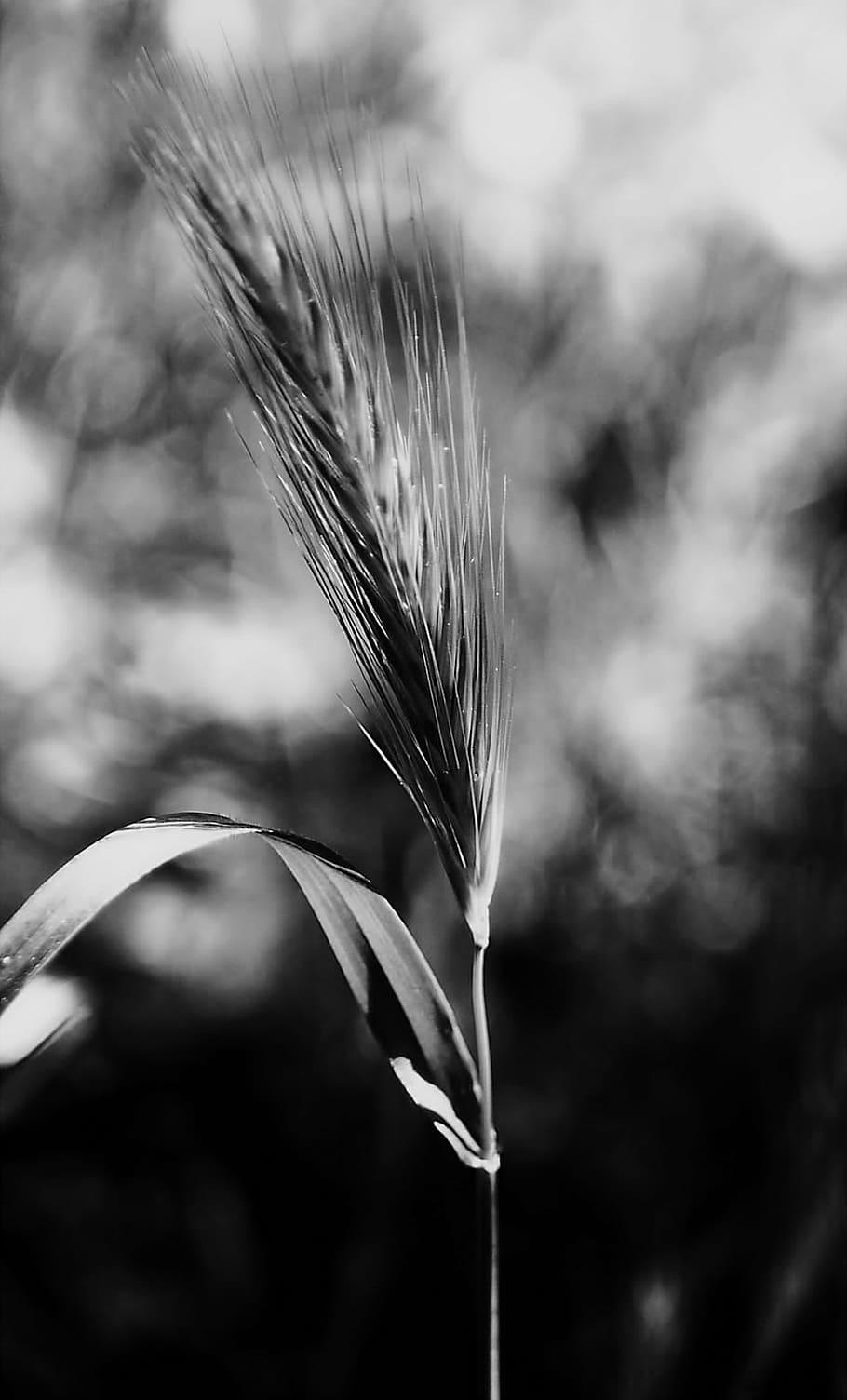 stem, nature, plants, black and white, blur, blur background, sant jordi, focus on foreground, plant, growth