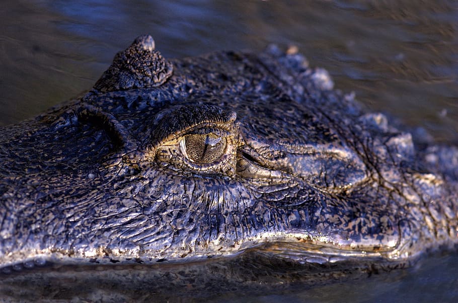 Orinoco Crocodile, Eye, Reptile, venezuela, crocodilian, llanos, marsh, animal, crocodile, wildlife
