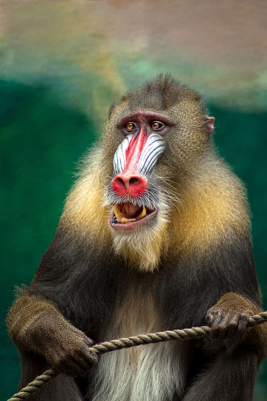 selektif, fokus fotografi babon monyet, monyet, mandril, afrika, babon, berbahaya, hewan, predator, warna