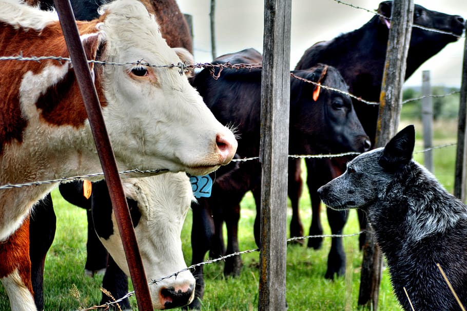 blue, australian cattle, front, nature, dog, pet, farm, animals, fence, cows