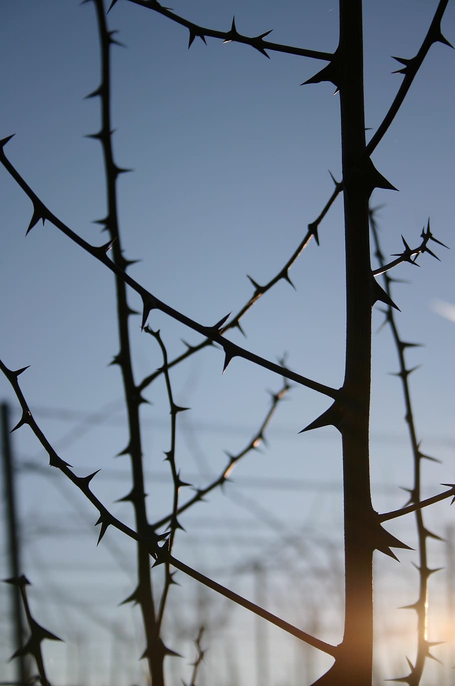 spur, thorns, lichtspiel, close, prickly, plant, nature, branch, day, fence