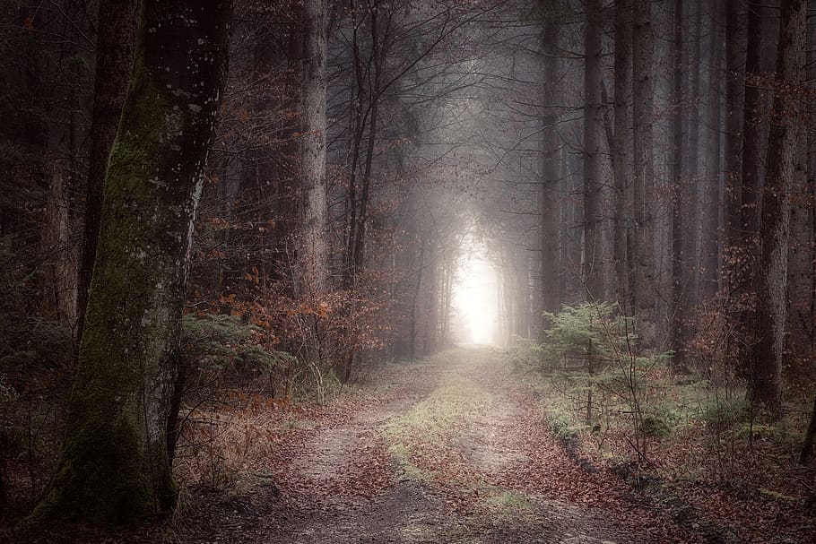 forest path, dark, mystical, fog, forest, away, nature, foggy, trail, rest